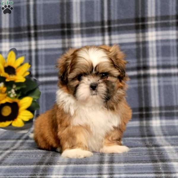 Becka, Shih Tzu Puppy